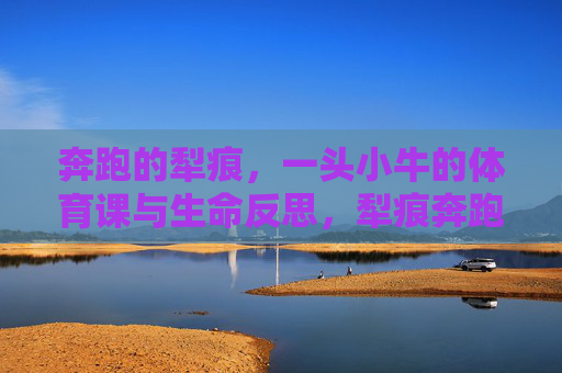 奔跑的犁痕，一头小牛的体育课与生命反思，犁痕奔跑处，小牛的生命体育课