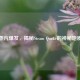 地下蒸汽爆发，揭秘Steam Quake的神秘地质现象