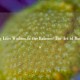 Finding Lifes Wisdom in the Balance: The Art of Moderation