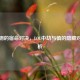 影与钢的宿命对决，LOL中劫与慎的隐藏对话解析