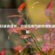 CSGO日语语音包，安装指南与游戏体验提升攻略