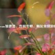 Steam加速器，告别卡顿，畅玩全球游戏