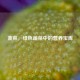 菠菜，绿色蔬菜中的营养宝库