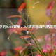 CSGO中的DoSID现象，DoS攻击原理与防范措施解析