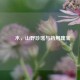 楤木，山野珍馐与药用瑰宝