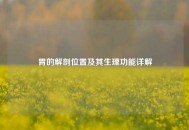 胃的解剖位置及其生理功能详解