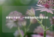 野草王不留行，一株植物背后的生命哲思